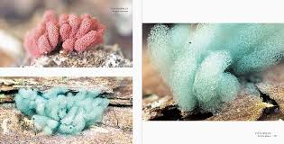 Attēlu rezultāti vaicājumam “Arcyria incarnata young”