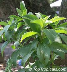 Image result for Stevia rebaudiana