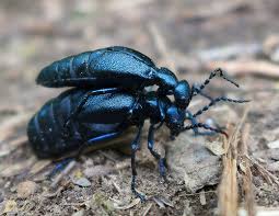 Attēlu rezultāti vaicājumam “Meloe sp.”