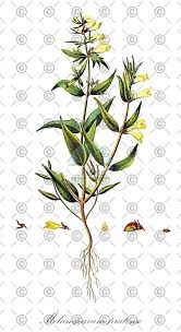 Attēlu rezultāti vaicājumam “Melampyrum nemorosum leaf”