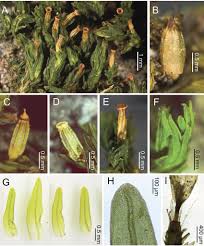 Attēlu rezultāti vaicājumam “Orthotrichum diaphanum sporophyte”