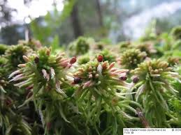 Attēlu rezultāti vaicājumam “Sphagnum quinquefarium”