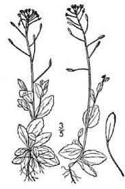 Attēlu rezultāti vaicājumam “Draba nemorosa”