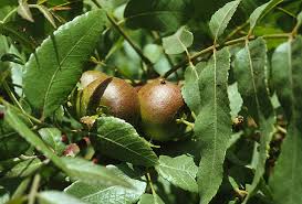 Attēlu rezultāti vaicājumam “Juglans”