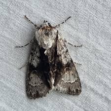 Attēlu rezultāti vaicājumam “Acronicta alni”