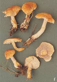 Attēlu rezultāti vaicājumam “Hydnum rufescens”