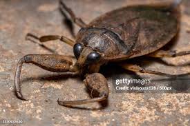 Attēlu rezultāti vaicājumam “Heteroptera”