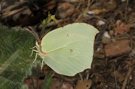 Attēlu rezultāti vaicājumam “Gonepteryx rhamni female”