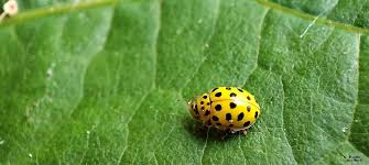 Attēlu rezultāti vaicājumam “Psyllobora vigintiduopunctata”