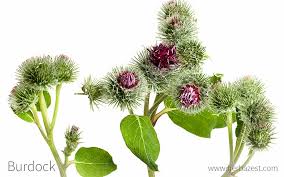 Attēlu rezultāti vaicājumam “Arctium tomentosum fruit”