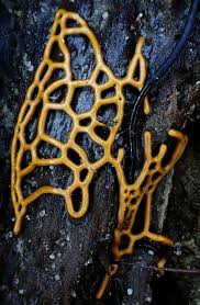 Attēlu rezultāti vaicājumam “Hemitrichia serpula macro”