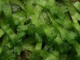 Attēlu rezultāti vaicājumam “Riccia cavernosa”