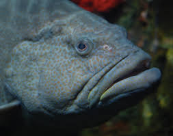 Image result for Mycteroperca bonaci