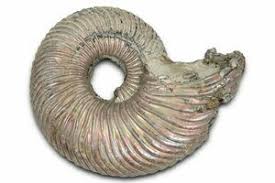 Attēlu rezultāti vaicājumam “Epirhoe tristata”