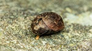 Attēlu rezultāti vaicājumam “Byrrhidae”