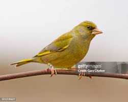 Attēlu rezultāti vaicājumam “Chloris chloris male”