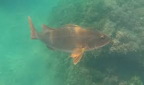 Image result for Lutjanus colorado