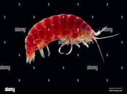 Attēlu rezultāti vaicājumam “Amphipoda”