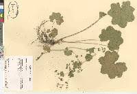 Attēlu rezultāti vaicājumam “Alchemilla subcrenata”