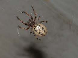 Attēlu rezultāti vaicājumam “Larinioides cornutus male”