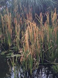 Image result for Rohrkolben