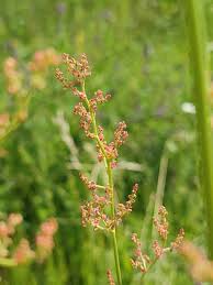 Attēlu rezultāti vaicājumam “Rumex thyrsiflorus”