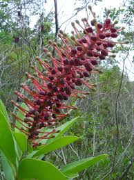 Attēlu rezultāti vaicājumam “Trichia varia sessile”