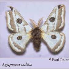 Attēlu rezultāti vaicājumam “Saturniidae”