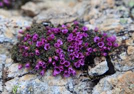 Image result for Steinbrech