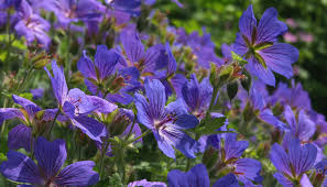 Image result for Storchschnäbel