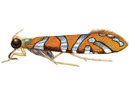 Attēlu rezultāti vaicājumam “Trichoptera”