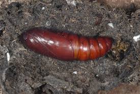 Attēlu rezultāti vaicājumam “Polia nebulosa”