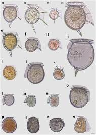 Attēlu rezultāti vaicājumam “Licea pusilla young”