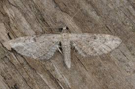 Attēlu rezultāti vaicājumam “Eupithecia exiguata”