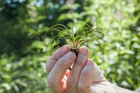 Attēlu rezultāti vaicājumam “Isoetes echinospora”