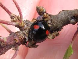 Attēlu rezultāti vaicājumam “Chilocorus renipustulatus”