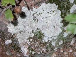 Attēlu rezultāti vaicājumam “Phlyctis agelaea”