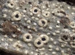 Attēlu rezultāti vaicājumam “Cliostomum corrugatum”