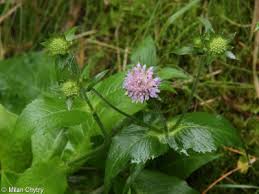Image result for Knautia dipsacifolia