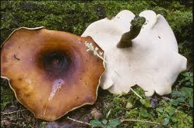 Attēlu rezultāti vaicājumam “Polyporus badius”