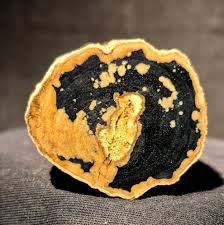 Attēlu rezultāti vaicājumam “Willkommlangea reticulata spores”