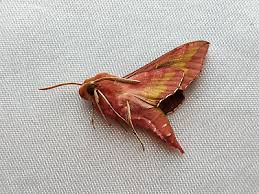 Attēlu rezultāti vaicājumam “Deilephila porcellus”