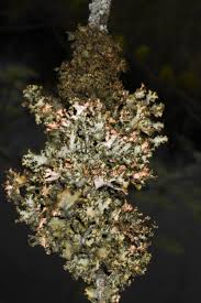 Attēlu rezultāti vaicājumam “Tuckermannopsis chlorophylla”