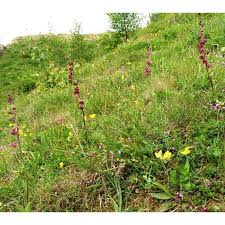 Attēlu rezultāti vaicājumam “Epipactis atrorubens leaf”