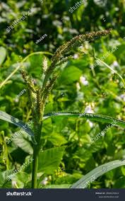 Attēlu rezultāti vaicājumam “Echinochloa crus-galli leaf”