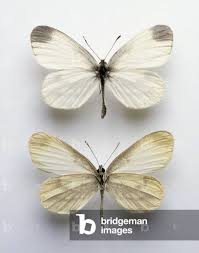 Attēlu rezultāti vaicājumam “Leptidea sinapis”