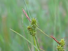 Attēlu rezultāti vaicājumam “Carex lepidocarpa leaf”