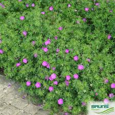 Attēlu rezultāti vaicājumam “Geranium sanguineum”