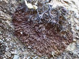 Attēlu rezultāti vaicājumam “Anaptychia ciliaris”