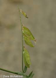 Attēlu rezultāti vaicājumam “Vicia cracca fruit”